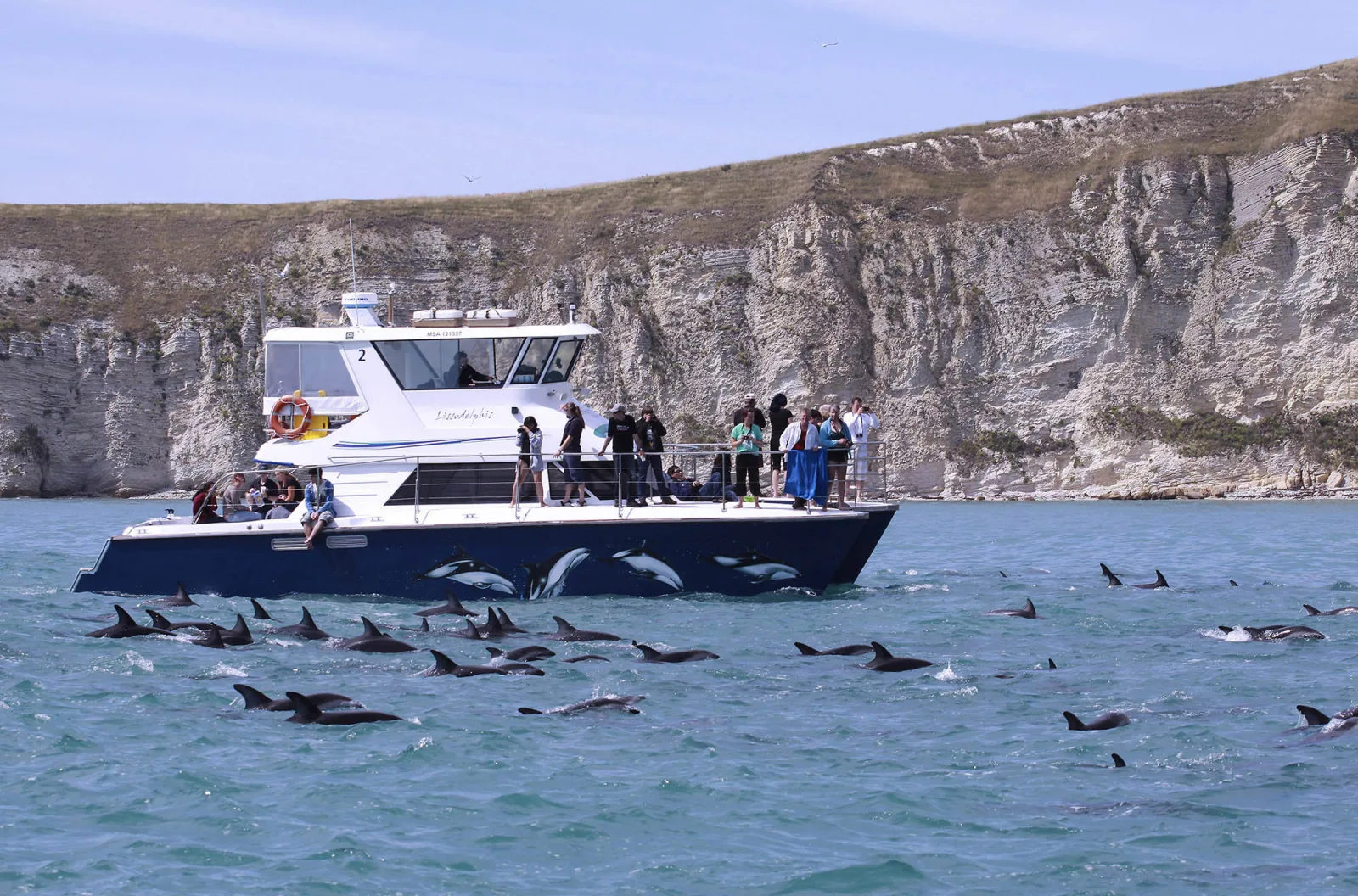 Dolphin Encounter