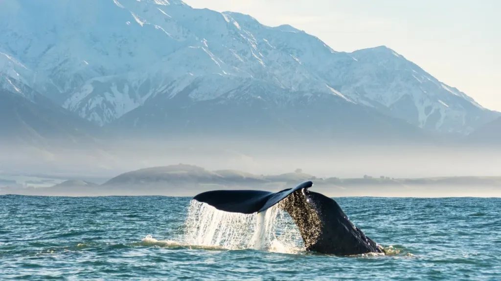 Whale Watching